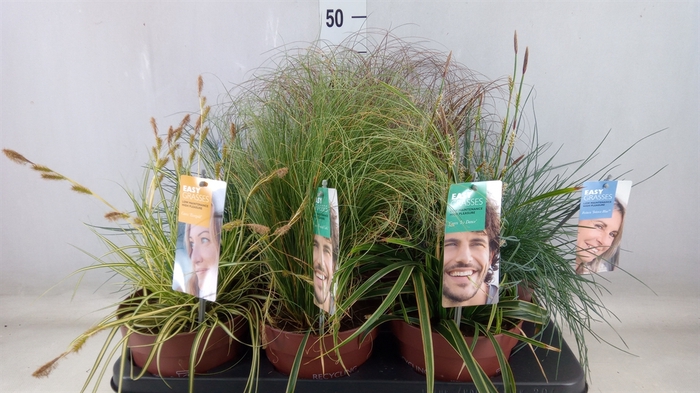 <h4>Siergras   ...              [Grass]</h4>