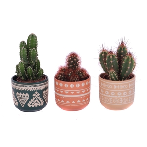 Cactus mix 5,5 cm in vanuatu pot