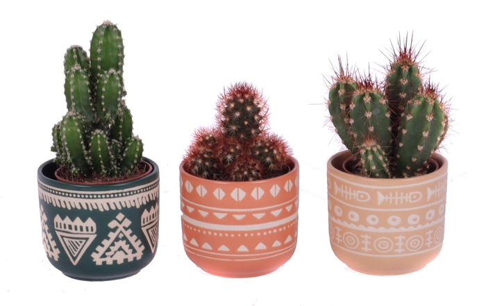 <h4>Cactus mix 5,5 cm in vanuatu pot</h4>
