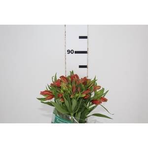 ALSTROEMERIA TROPICANA 080 CM