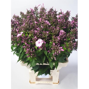 PHLOX P SWEET