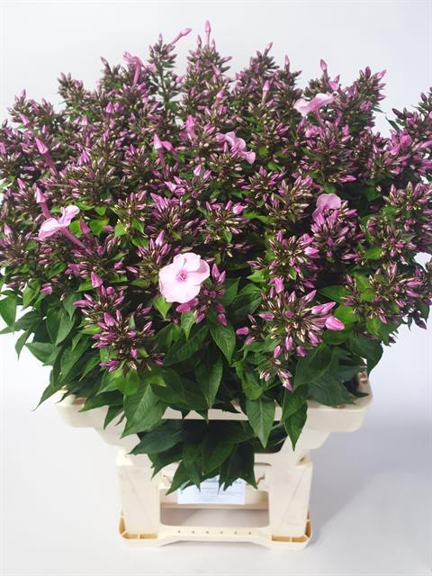 PHLOX P SWEET