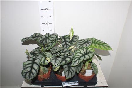 <h4>Aloc Silver Dragon</h4>