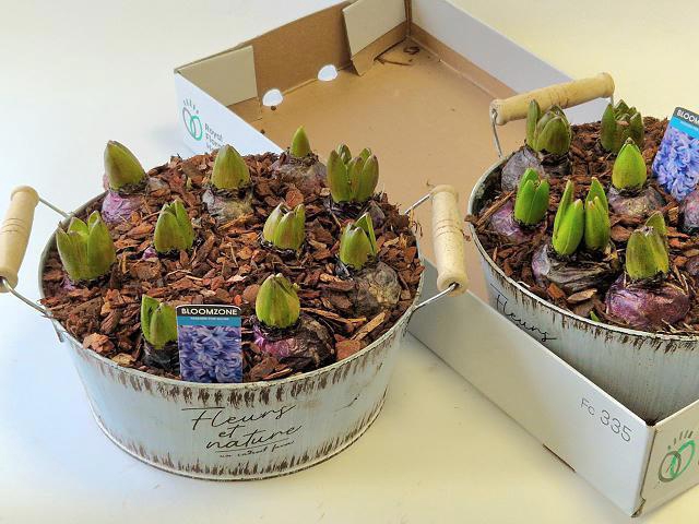 <h4>ARR HYACINTH</h4>