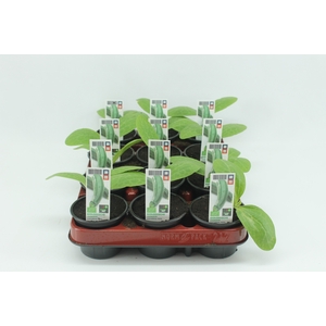 BKH groente 50420 bio Courgette