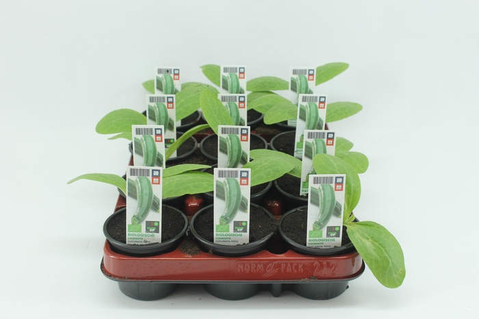 <h4>BKH groente 50420 bio Courgette</h4>