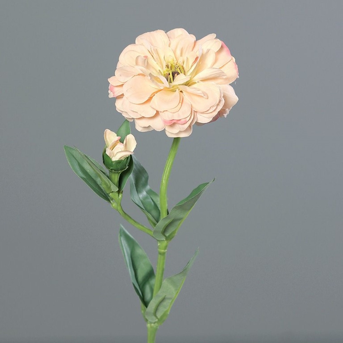 <h4>Zinnia 65cm peach</h4>
