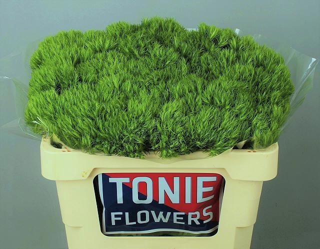 <h4>DI BARB GREEN WICKY</h4>