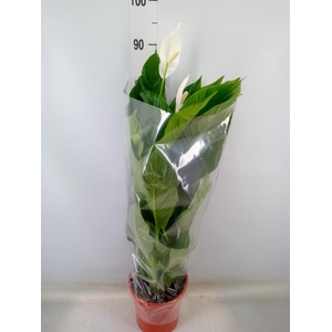 Spathiphyllum  'Sweet Lauretta'