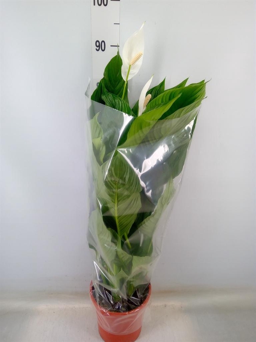 <h4>Spathiphyllum  'Sweet Lauretta'</h4>