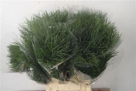 <h4>Corallo Per Bunch</h4>