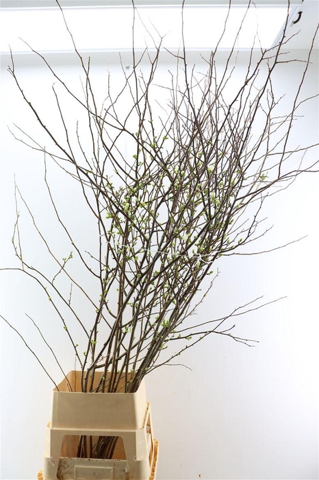 <h4>Chaenomeles Ivoor</h4>