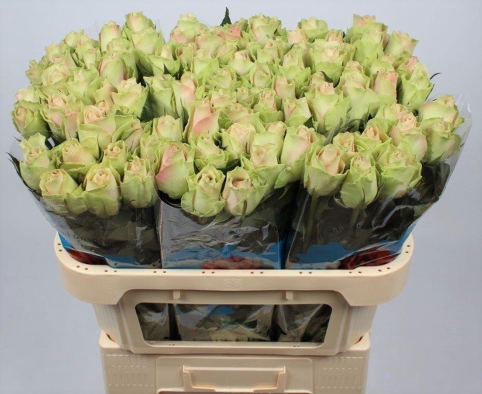 <h4>R GR LA BELLE</h4>