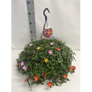 Portulaca   ...mix in pot
