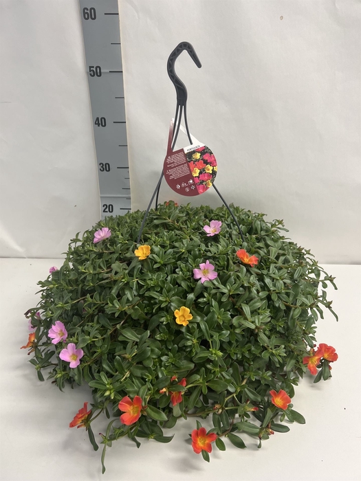 <h4>Portulaca   ...mix in pot</h4>