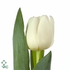 Tulipa si antarctica