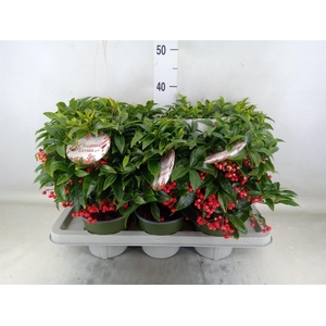 Ardisia crenata 'Bos Premium'