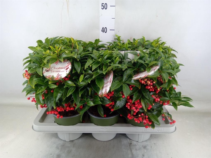 <h4>Ardisia crenata 'Bos Premium'</h4>