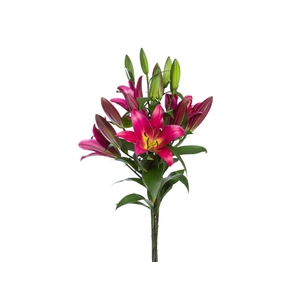 LIRIO TOUCHSTONE 080 CM HT 3/5 FLS