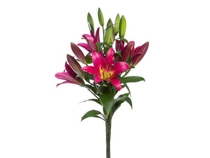 <h4>LIRIO TOUCHSTONE 080 CM HT 3/5 FLS</h4>