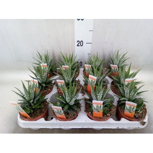 Haworthia fasciala 'Big Band'