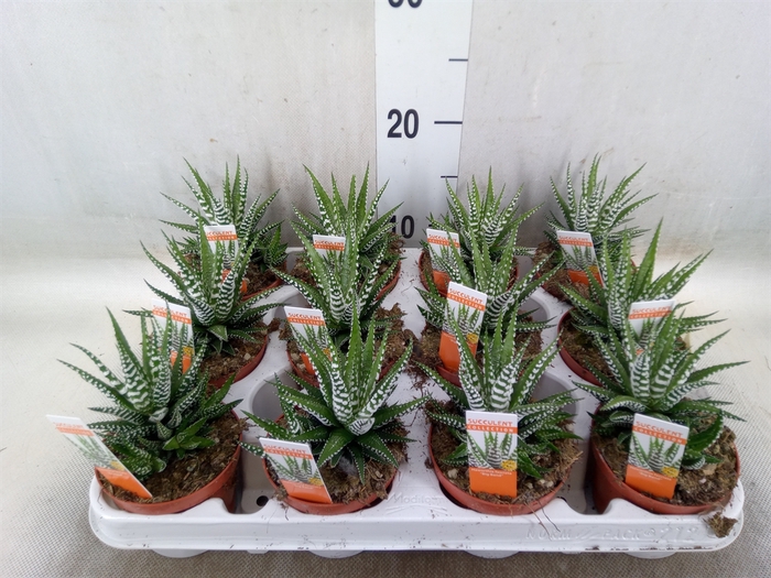<h4>Haworthia fasciala 'Big Band'</h4>
