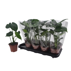 MONSTERA DELICIOSA