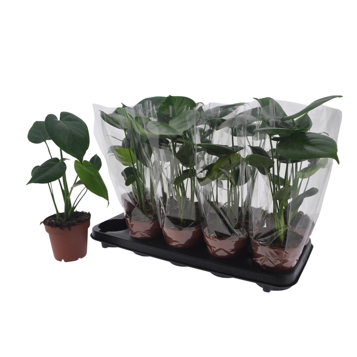 <h4>MONSTERA DELICIOSA</h4>