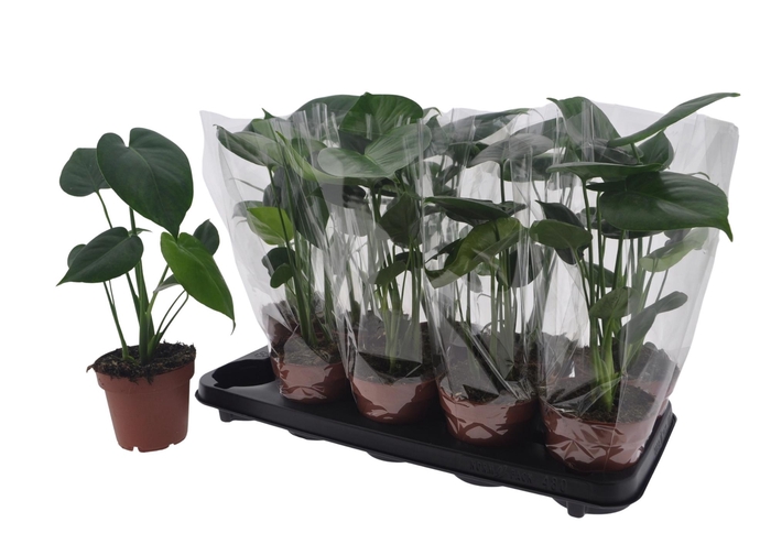 <h4>MONSTERA DELICIOSA</h4>
