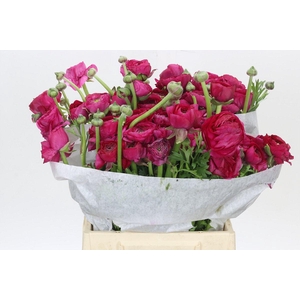 Ranunculus Charm Cerise