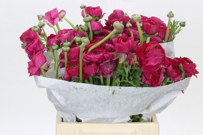 <h4>Ranunculus Charm Cerise</h4>