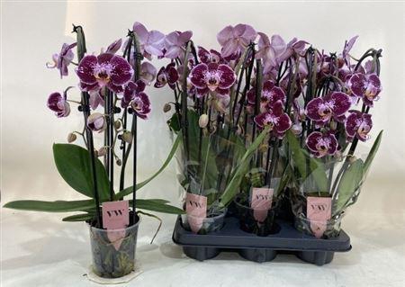<h4>Phal An Reims Cascade 3 Branches 18+</h4>