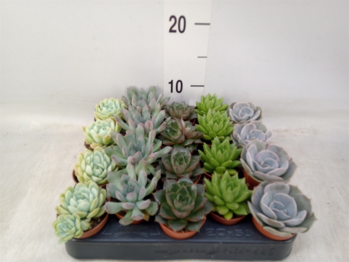 <h4>Echeveria   ...mix</h4>