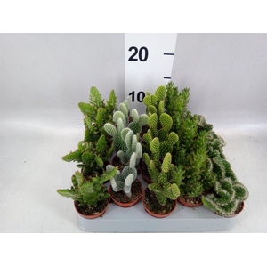 Opuntia
