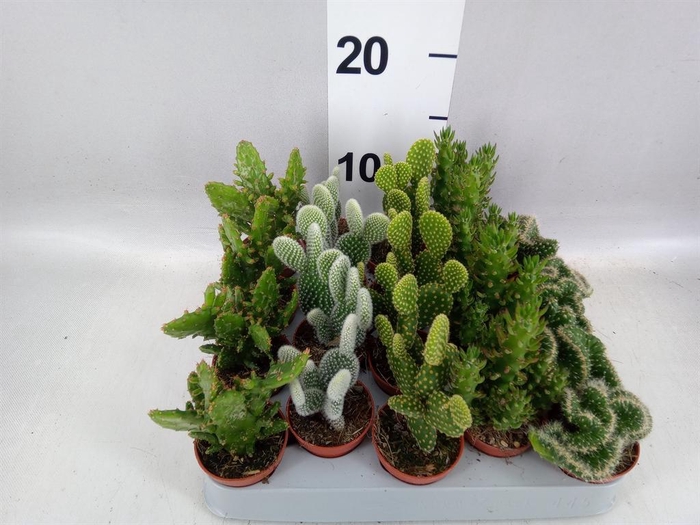 <h4>Opuntia</h4>