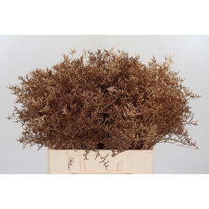 Limonium Kl Bh Antiek Goud
