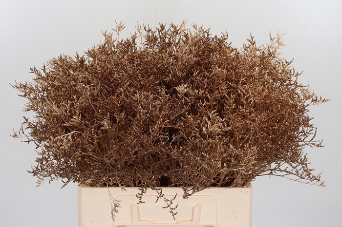 <h4>Limonium Kl Bh Antiek Goud</h4>