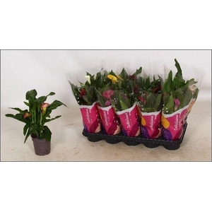 Zantedeschia gemengd