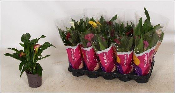 <h4>Zantedeschia gemengd</h4>