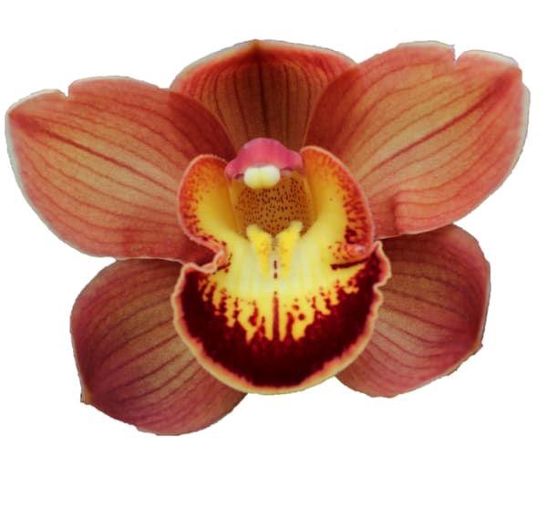 <h4>CYMB T AUSTRALIAN PRICE</h4>