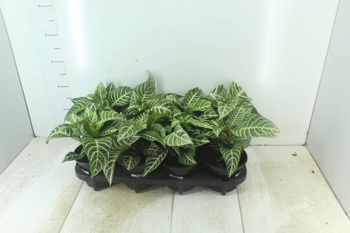 <h4>APHELANDRA COM FLOR P15 COM FLOR</h4>