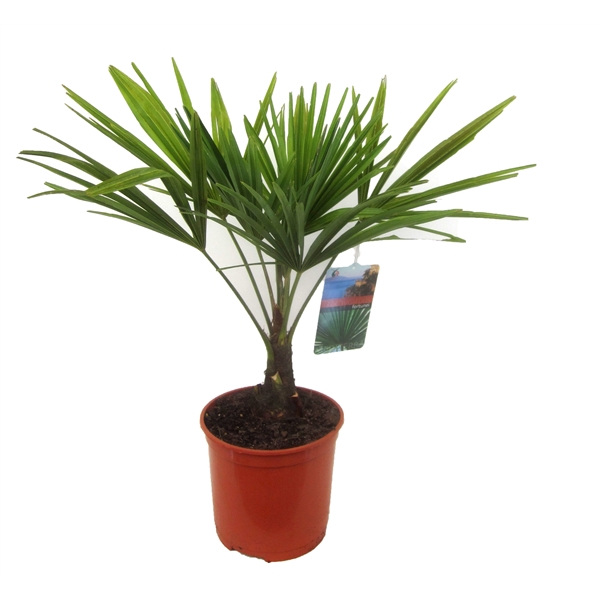 <h4>Trachycarpus fortunei</h4>