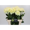 Dahlia Champagne
