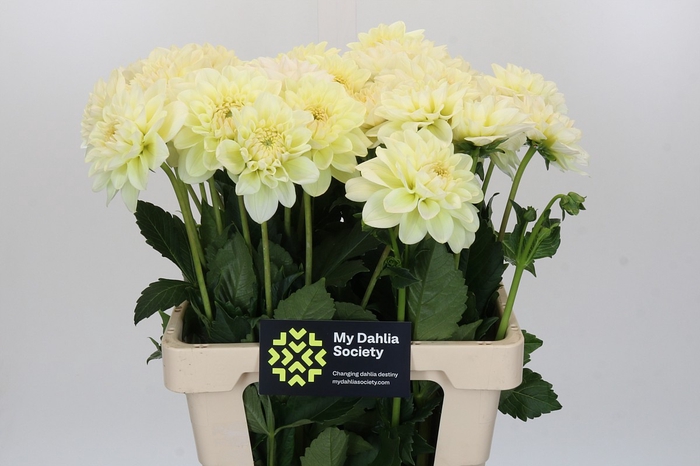 <h4>Dahlia Champagne</h4>