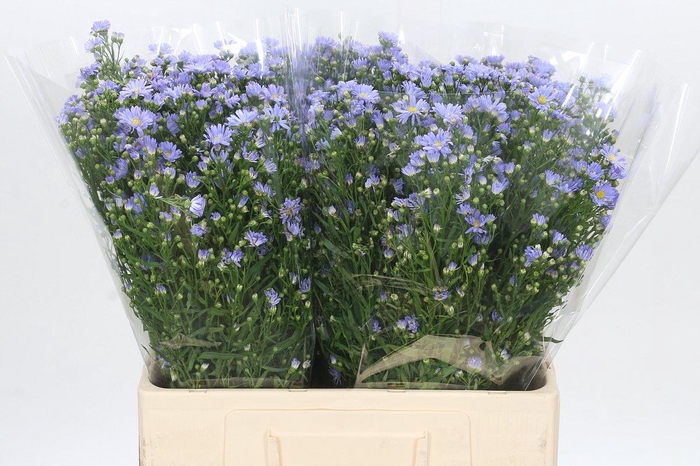 <h4>Aster Cassandra</h4>