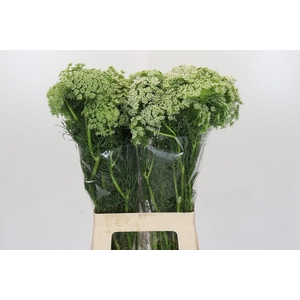 Ammi Visnaga