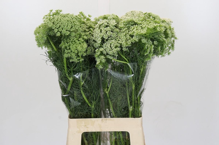 <h4>Ammi Visnaga</h4>