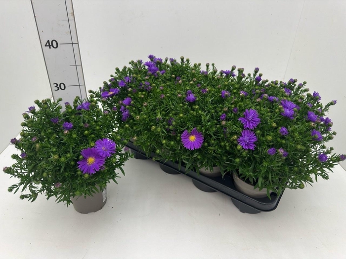 <h4>ASTER D AL D PURP LA</h4>