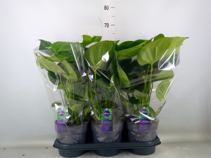 <h4>Monstera delic.</h4>
