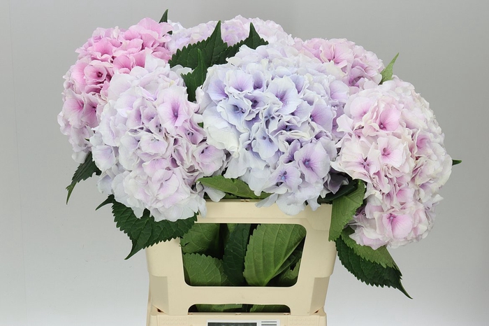 <h4>Hyd Impressive Pink Pale</h4>